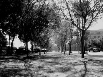 Empty road along trees in park