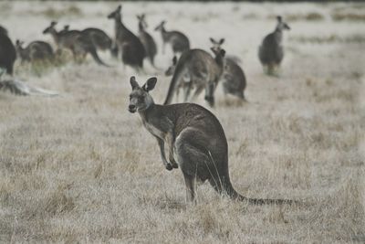 Mob of kangaroos in a field