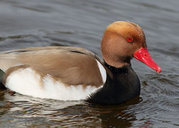 Close-up of duck swimming in lake