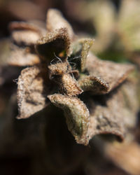 Close-up of insect on leaf