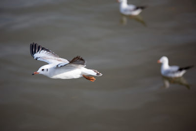 Close-up of seagull flying over lake