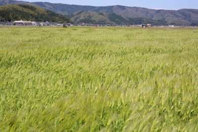 Scenic view of green landscape