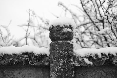 Close-up of snow on plants against sky