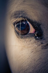 Close-up portrait of dog