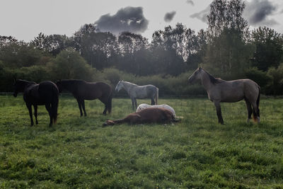 Horses grazing in a field