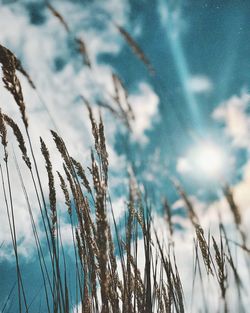 Close-up of frozen plants against sky