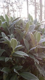 Close-up of fresh green leaves on tree in forest