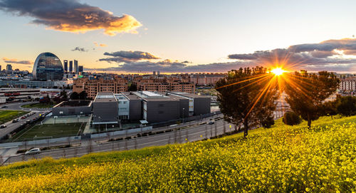 Yellow flowers on field against sky during sunset