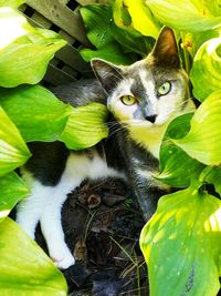 Portrait of cat on plant