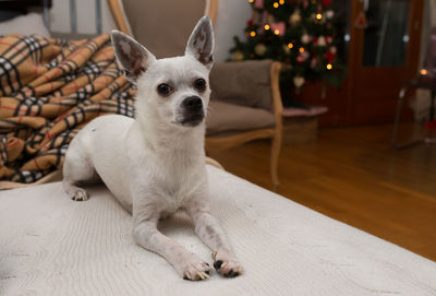 Portrait of dog at home