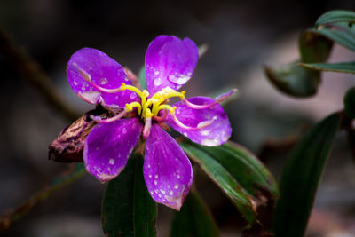 Close-up of water lily blooming outdoors