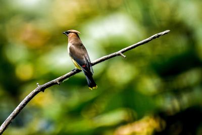 Close-up of bird perching on branch