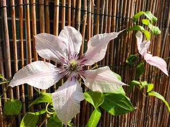 Close-up of white flowering plant