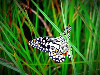 Close-up of butterfly perching on plant