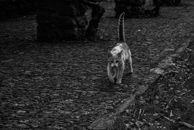 Dog walking on footpath