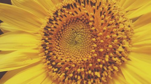 Macro shot of yellow flower