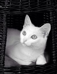 Close-up portrait of cat