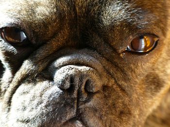 Extreme close up of animal eye