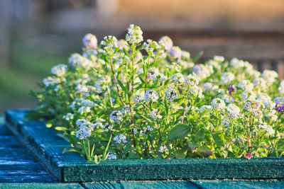 Close-up of flowering plant