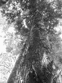 Low angle view of trees in forest