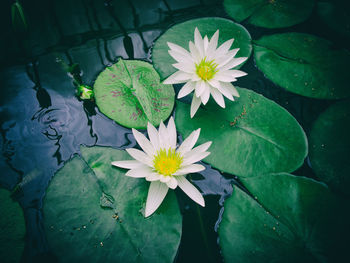 Close-up of white flowers floating on pond