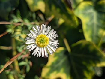 Close-up of white daisy