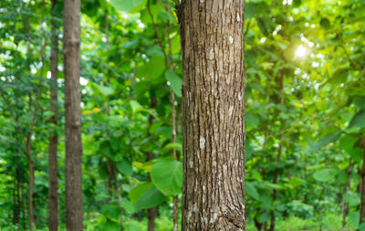 Close-up of tree trunk in forest