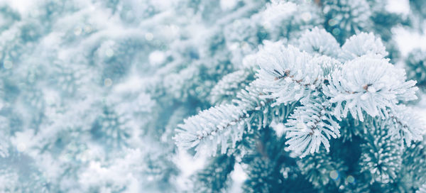 Winter christmas snowy fir tree background. snow pine tree branches with bokeh. winter or christmas