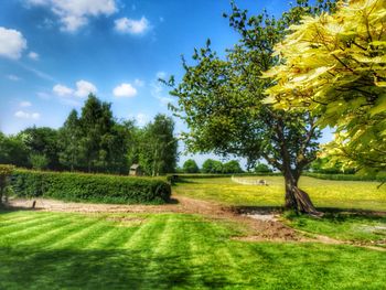 Scenic view of trees on field against sky