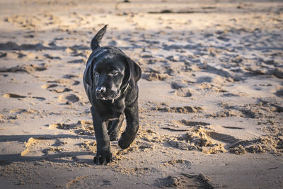 Portrait of black dog on beach