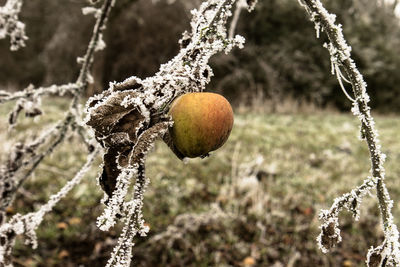 Close-up of snow on tree