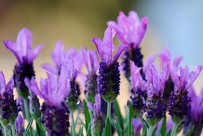 Close-up of purple flowering plants on field