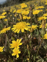 Close-up of yellow flowering plant on field