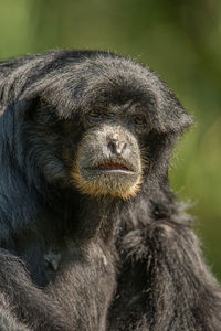 Close-up portrait of a monkey