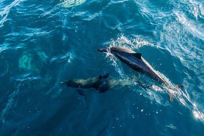 High angle view of dolphins swimming in sea