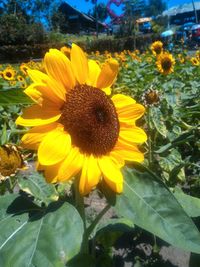 Close-up of sunflowers blooming outdoors