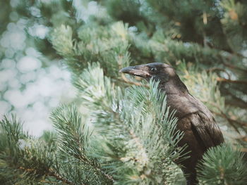 Crow on pine tree