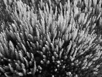 Full frame shot of flowering plant