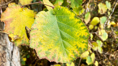 Close-up of yellow leaves on tree