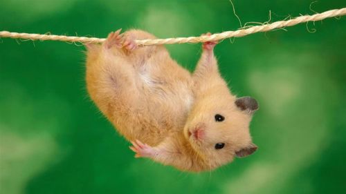 Close-up of an animal hanging on branch