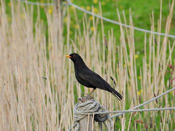 Bird perching on wooden post