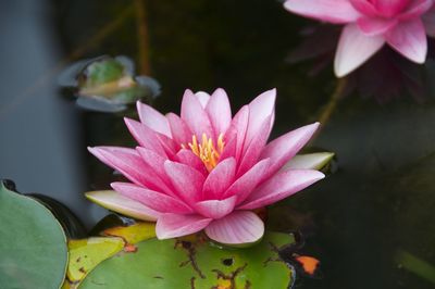 Close-up of pink water lily blooming outdoors