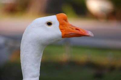 Close-up of a swan