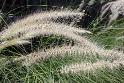 Close-up of grass on field