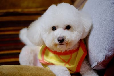 pet