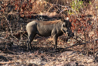 Side view of a reptile on field in forest
