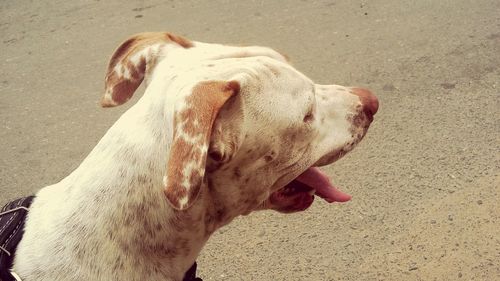 Close-up of a dog