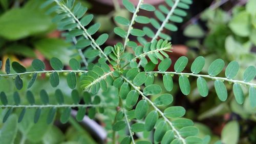 Close-up of plant