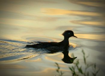 Bird swimming in lake