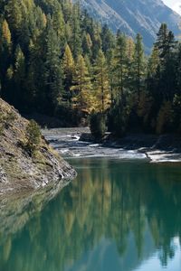 Scenic view of river in forest